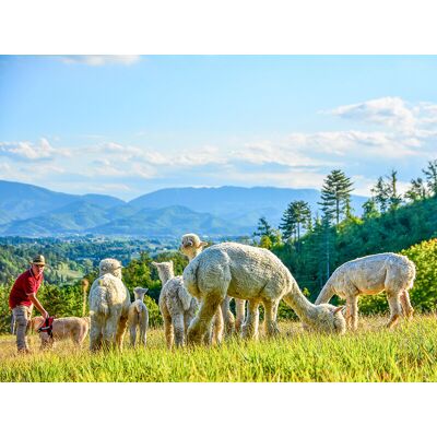 Smartbox Visita agli alpaca in famiglia: picnic e souvenir per 2 adulti e 1 bambino Smartbox Visita agli alpaca in famiglia: picnic e souvenir per 2 adulti e 1 bambino
