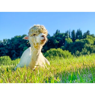 Smartbox Picnic con gli alpaca in Toscana Smartbox Picnic con gli alpaca in Toscana