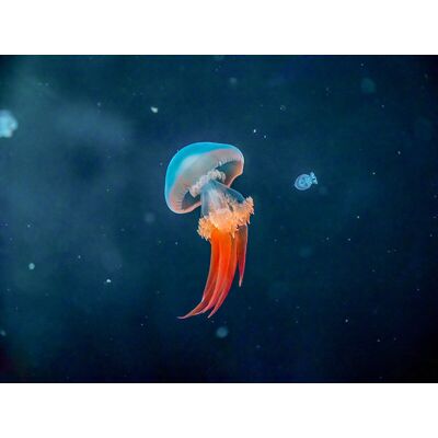 Smartbox Acquario di Genova: 1 biglietto giornaliero adulto con pranzo Smartbox Acquario di Genova: 1 biglietto giornaliero adulto con pranzo