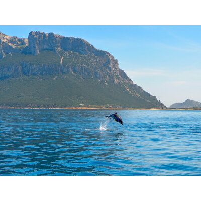 Smartbox In Sardegna sulla scia dei delfini: escursione in gommone per 2 adulti e 2 bambini Smartbox In Sardegna sulla scia dei delfini: escursione in gommone per 2 adulti e 2 bambini