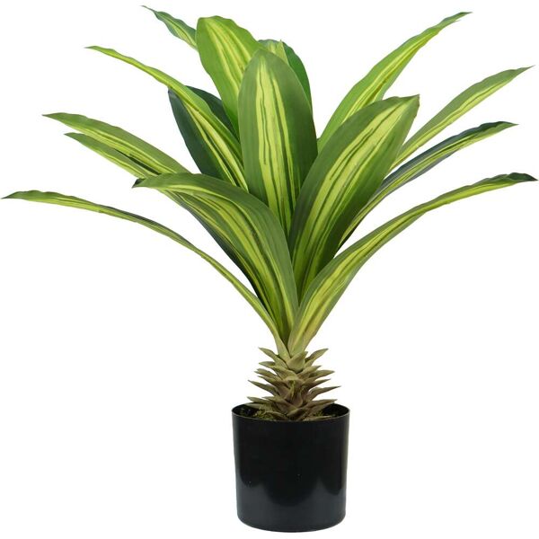 king home p2150124 pianta dracaena h. 60 cm 19 foglie vaso con muschio - p2150124