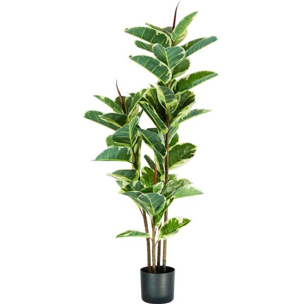 king home p2150544 pianta ficus elastica h. 145 cm 54 foglie vaso con muschio - p2150544