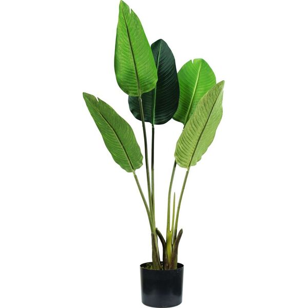 king home p2150597 pianta strelitzia h. 100 cm 5 foglie vaso con muschio - p2150597