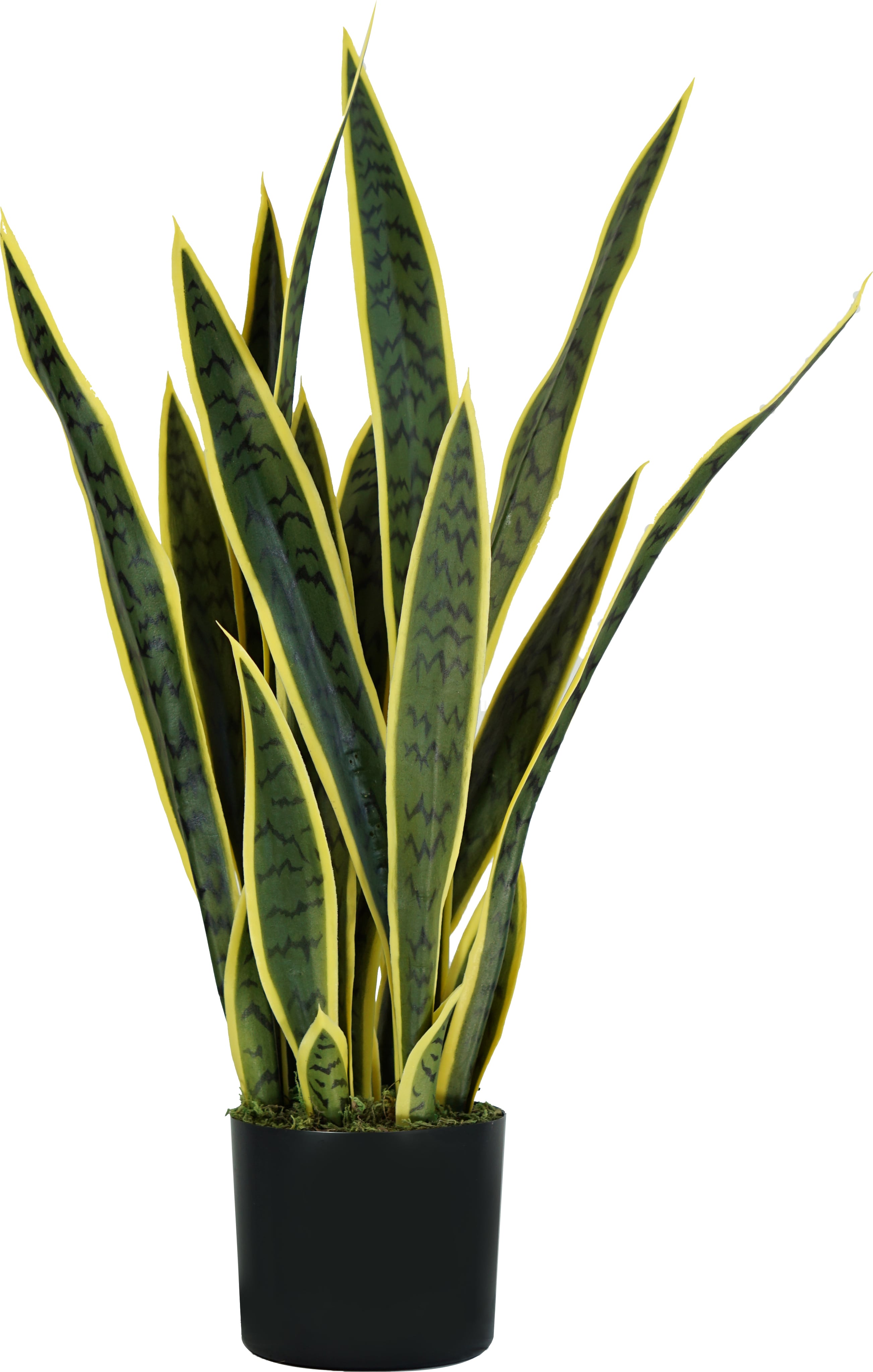 king home p2150075 pianta sansevieria h. 75 cm 21 foglie vaso con muschio - p2150075