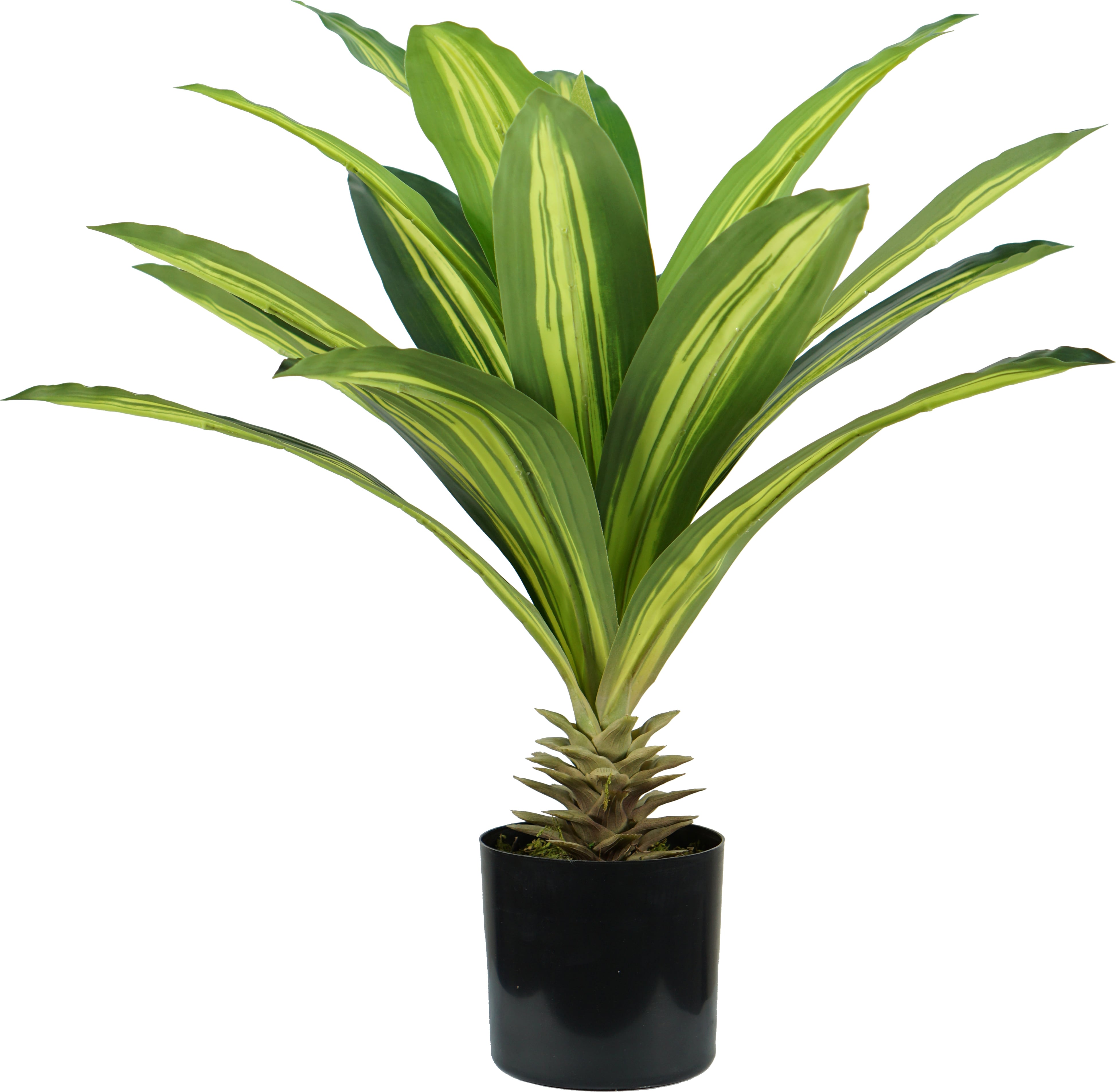 king home p2150124 pianta dracaena h. 60 cm 19 foglie vaso con muschio - p2150124