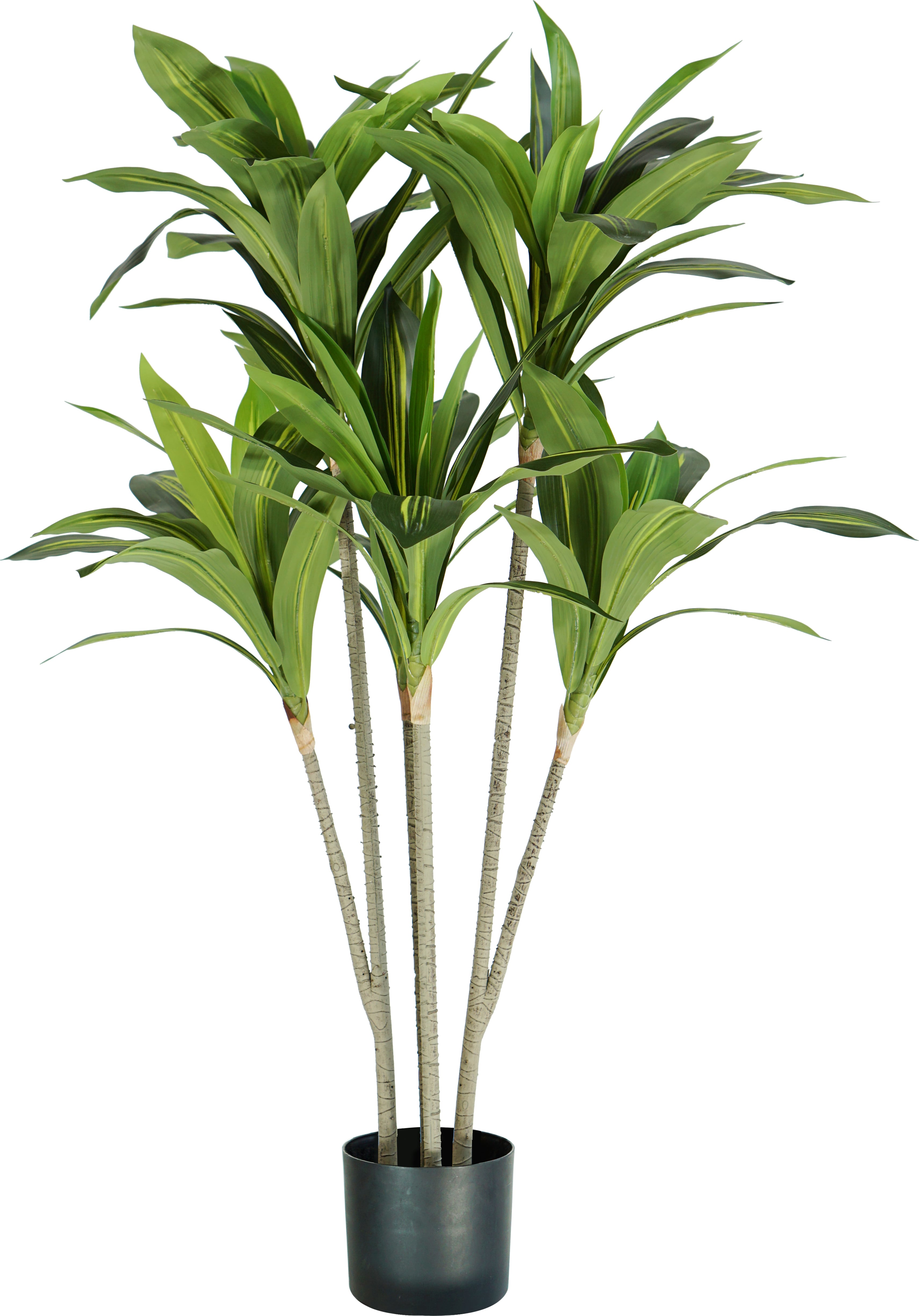 king home p2150125 pianta dracaena h. 130 cm 88 foglie vaso con muschio - p2150125