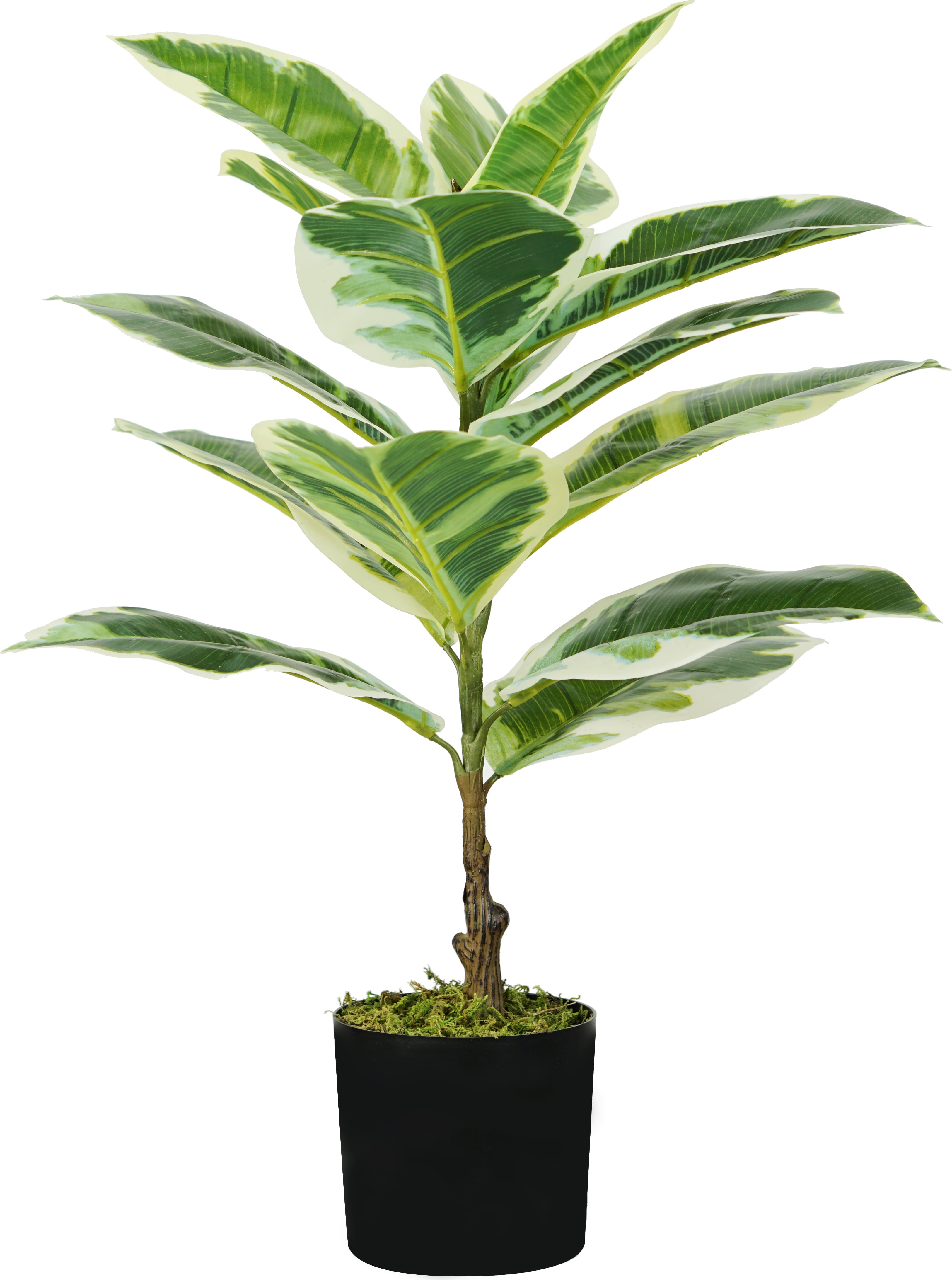 king home p2150543 pianta ficus elastica h. 65 cm 15 foglie vaso con muschio - p2150543