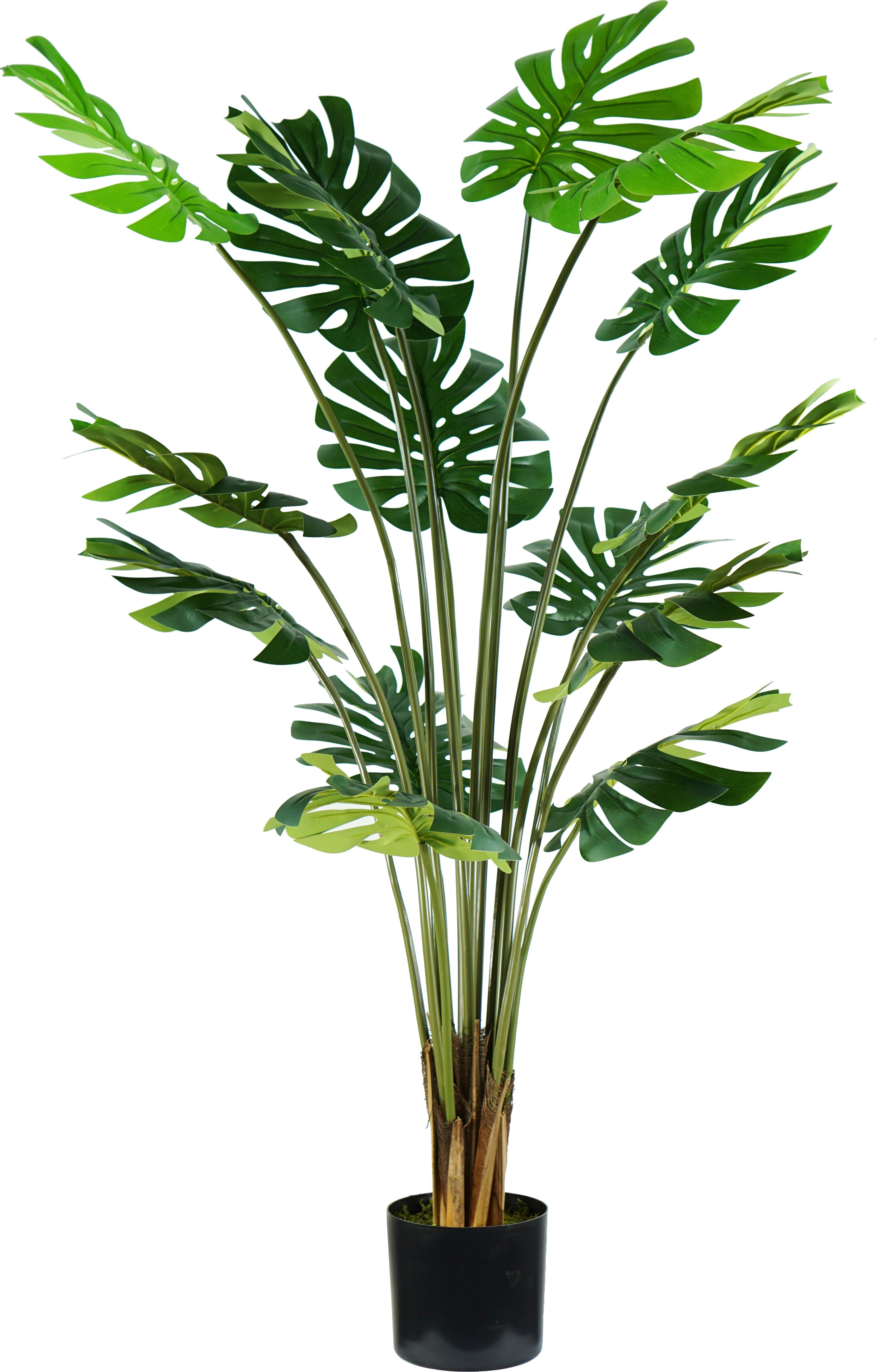 king home p2150624 pianta monstera h. 170 cm 16 foglie vaso con muschio - p2150624