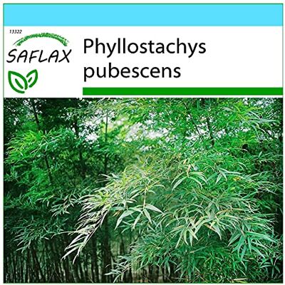 SAFLAX Confezione regalo Moso/Bambù gigante 20 semi Phyllostachys pubescens SAFLAX Confezione regalo Moso/Bambù gigante 20 semi Phyllostachys pubescens