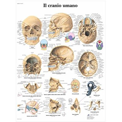 3B Scientific Tavola educativa del cranio umano, ossa craniche, scheletro facciale e base cranica per medicina e odontoiatria 3B Scientific Tavola educativa del cranio umano, ossa craniche, scheletro facciale e base cranica per medicina e odontoiatria