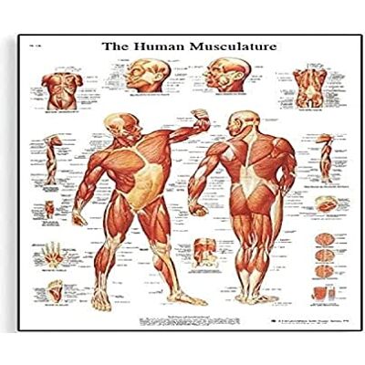 3B Scientific Poster anatomico del sistema muscolare umano, tavola dei muscoli per medicina, infermieristica, fisioterapia e formazione sanitaria 3B Scientific Poster anatomico del sistema muscolare umano, tavola dei muscoli per medicina, infermieristica, fisioterapia e formazione sanitaria