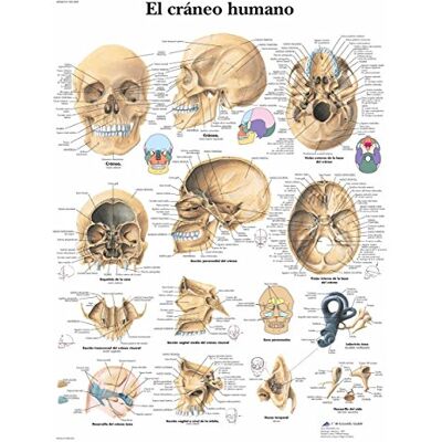 3B Scientific VR3131L Poster anatomico, il cranio umano 3B Scientific VR3131L Poster anatomico, il cranio umano