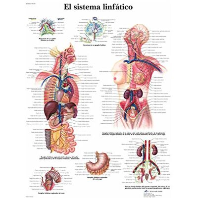 3B Scientific VR3392L Poster anatomico, il sistema Linfatico 3B Scientific VR3392L Poster anatomico, il sistema Linfatico