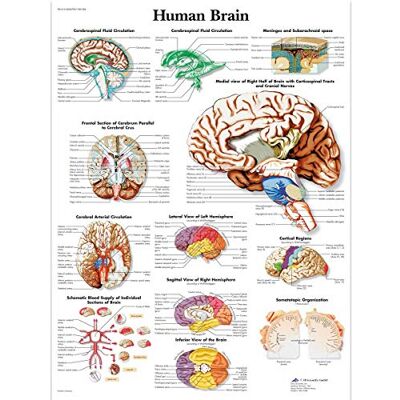 3B Scientific Poster anatomico del cervello umano, tavola di neuroanatomia per medicina, neurologia, infermieristica e formazione sanitaria 3B Scientific Poster anatomico del cervello umano, tavola di neuroanatomia per medicina, neurologia, infermieristica e formazione sanitaria