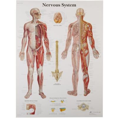 3B Scientific Tavola educativa del sistema nervoso umano, anatomia centrale e periferica per insegnamento medico 3B Scientific Tavola educativa del sistema nervoso umano, anatomia centrale e periferica per insegnamento medico