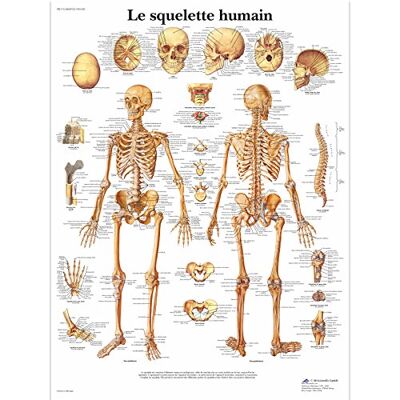 3B Scientific Poster anatomico dello scheletro umano in francese, sistema scheletrico per medicina, infermieristica, biologia e formazione sanitaria 3B Scientific Poster anatomico dello scheletro umano in francese, sistema scheletrico per medicina, infermieristica, biologia e formazione sanitaria