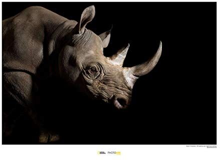 Komar National Geographic Stampa fotografica, soggetto: rinoceros, 40 x 30 cm, senza cornice, poster fotografico, animali, animali minacciati, immagine di animali, stampa clienti, ritratto