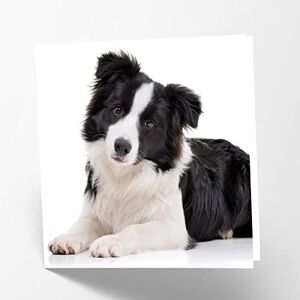 Maturi Biglietto d'auguri vuoto con immagine di Border Collie Dog