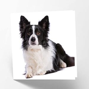 Maturi Biglietto d'auguri vuoto con immagine di Border Collie Dog