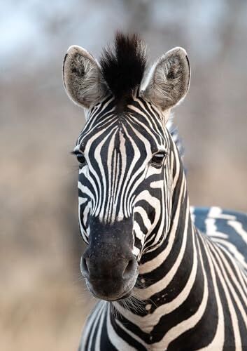 Rasch Tapete  Carta da parati fotografica su tessuto non tessuto con zebra, in bianco e nero, collezione African Queen III