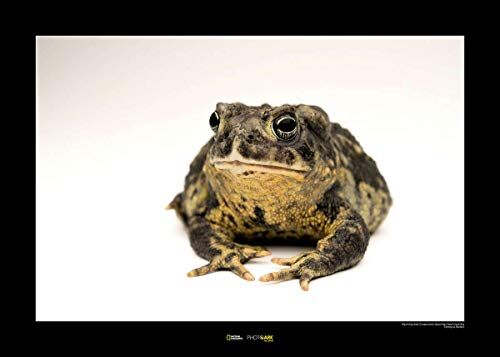 Komar National Geographic WB-NG, Verde/Nero/Bianco, 70x50
