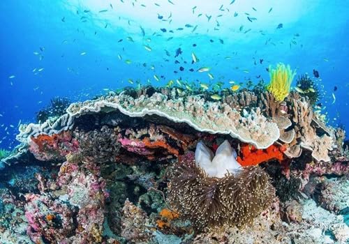 Komar Carta da parati fotografica in tessuto non tessuto – Coral Reef – Dimensioni: 400 x 280 cm (larghezza x altezza) – mare, scanalature, sott'acqua, carta da parati per bambini –