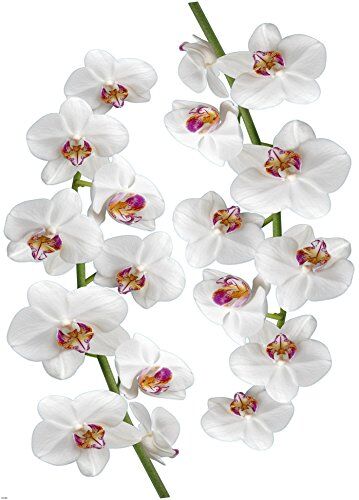 Plage 48 x 68 cm – Adesivo da Parete Orchidea, in Vinile, Multicolore, 68 x 0,1 x 47,7 cm