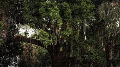 Komar Carta da parati fotografica in tessuto non tessuto, motivo leopardato, dimensioni: 500 x 280 cm (larghezza x altezza), giungla, foresta pluviale, cameretta dei bambini,