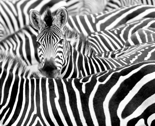 Rasch Wallpaper  Carta da parati fotografica su tessuto non tessuto, con gregge di zebra, in bianco e nero, collezione African Queen III