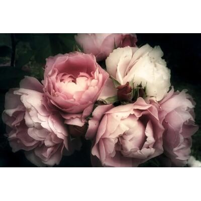 A.S. Création Carta da parati fotografica Rose 3,75m x 2,50m Carta da parati Peonie in crema, rosa incl. pasta A.S. Création Carta da parati fotografica Rose 3,75m x 2,50m Carta da parati Peonie in crema, rosa incl. pasta