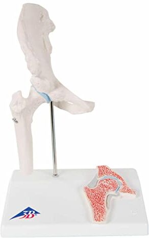 3B Scientific Mini Articolazione dell'Anca con Sezione Trasversale + software gratuito di anatomia 3B Smart Anatomy