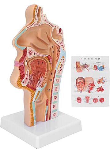 ZJchao Modello Anatomico della Gola della Cavità Orale Nasale Umana, Sagittale Nasofaringeo della Bocca Normale, Modello di Otorinolaringoiatria, Presentazione Dell'insegnamento delle Scienze