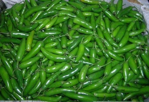 Generic Pepe Serrano * Aromatizzato caratteristico * CALDO * EVERBEARING * PICO DE GALLO