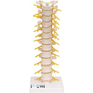 3B Scientific Colonna Vertebrale Toracica + software gratuito di anatomia 3B Smart Anatomy 3B Scientific Colonna Vertebrale Toracica + software gratuito di anatomia 3B Smart Anatomy