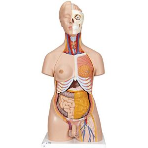 Torso Doppio Sesso Deluxe 3B Scientific - Modello Anatomico Torso Doppio Sesso Deluxe 3B Scientific - Modello Anatomico