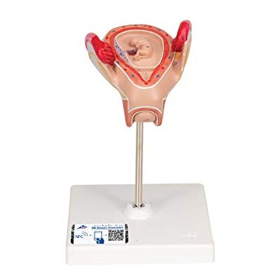 3B Scientific Embrione, 2. Mese + software gratuito di anatomia 3B Smart Anatomy 3B Scientific Embrione, 2. Mese + software gratuito di anatomia 3B Smart Anatomy