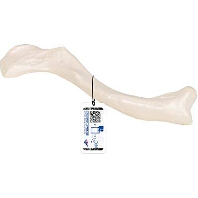 3B Scientific L, R Clavicola + software gratuito di anatomia 3B Smart Anatomy 3B Scientific L, R Clavicola + software gratuito di anatomia 3B Smart Anatomy
