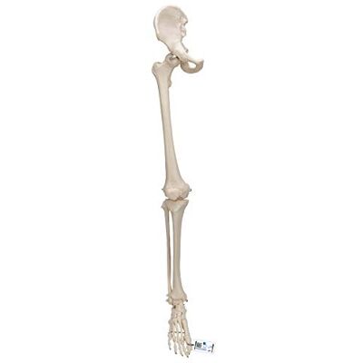 3B Scientific L/R Scheletro della Gamba con Osso Iliaco + software gratuito di anatomia 3B Smart Anatomy 3B Scientific L/R Scheletro della Gamba con Osso Iliaco + software gratuito di anatomia 3B Smart Anatomy