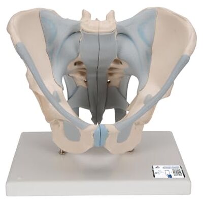 3B Scientific 1013281 Scientific Male Pelvis Model, 1 3B Scientific 1013281 Scientific Male Pelvis Model, 1
