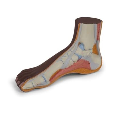 3B Scientific Piede Normale, Pelle Scura, 3B Smart Anatomy 3B Scientific Piede Normale, Pelle Scura, 3B Smart Anatomy