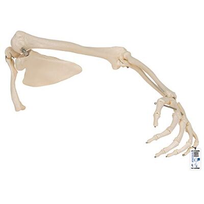 3B Scientific L, R Scheletro del Braccio con Scapola e Clavicola + software gratuito di anatomia 3B Smart Anatomy 3B Scientific L, R Scheletro del Braccio con Scapola e Clavicola + software gratuito di anatomia 3B Smart Anatomy
