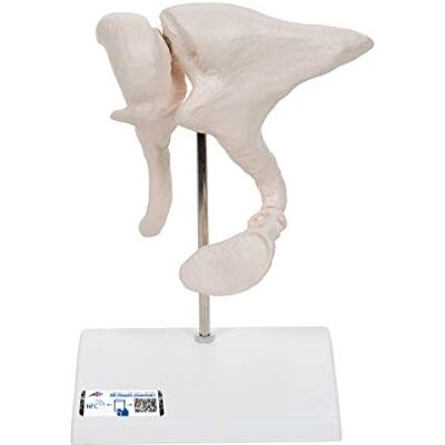 3B Scientific Ossicini dell'Orecchio, Ingrandimento con Fattore 20 + software gratuito di anatomia 3B Smart Anatomy 3B Scientific Ossicini dell'Orecchio, Ingrandimento con Fattore 20 + software gratuito di anatomia 3B Smart Anatomy