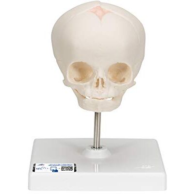 3B Scientific Cranio di Feto, su Cavalletto + software gratuito di anatomia 3B Smart Anatomy 3B Scientific Cranio di Feto, su Cavalletto + software gratuito di anatomia 3B Smart Anatomy