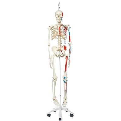 3B Scientific A11/1 Scheletro Max con Illustrazione dei Muscoli, su Cavalletto in Metallo da Appendere con 5 Rotelle + app gratuita di anatomia 3B Smart Anatomy 3B Scientific A11/1 Scheletro Max con Illustrazione dei Muscoli, su Cavalletto in Metallo da Appendere con 5 Rotelle + app gratuita di anatomia 3B Smart Anatomy