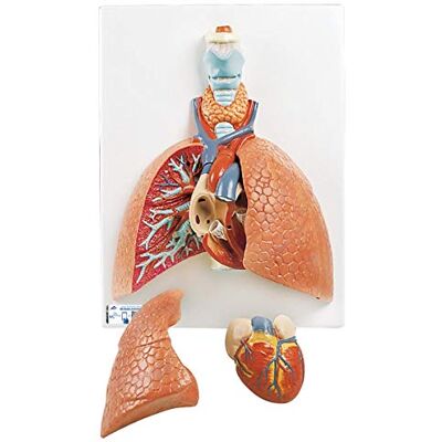 3B Scientific Polmone con Laringe, in 5 Parti + software gratuito di anatomia 3B Smart Anatomy 3B Scientific Polmone con Laringe, in 5 Parti + software gratuito di anatomia 3B Smart Anatomy