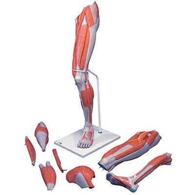 3B Scientific Gamba con Muscoli, Modello di Lusso, in 7 Parti + software gratuito di anatomia 3B Smart Anatomy 3B Scientific Gamba con Muscoli, Modello di Lusso, in 7 Parti + software gratuito di anatomia 3B Smart Anatomy