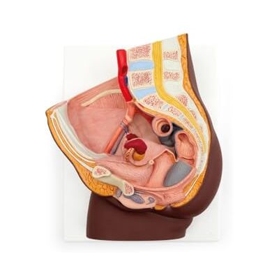 3B Scientific Bacino Femminile, in 2 Parti, Pelle Scura, 3B Smart Anatomy 3B Scientific Bacino Femminile, in 2 Parti, Pelle Scura, 3B Smart Anatomy
