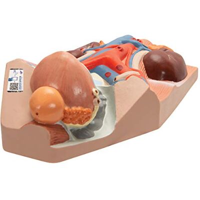 3B Scientific Apparato Urinario, Maschile, Ingrandito 0,75 Volte + software gratuito di anatomia 3B Smart Anatomy 3B Scientific Apparato Urinario, Maschile, Ingrandito 0,75 Volte + software gratuito di anatomia 3B Smart Anatomy