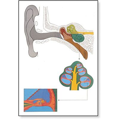 3B Scientific V2010U Anatomia Umana L'Orecchio 3B Scientific V2010U Anatomia Umana L'Orecchio