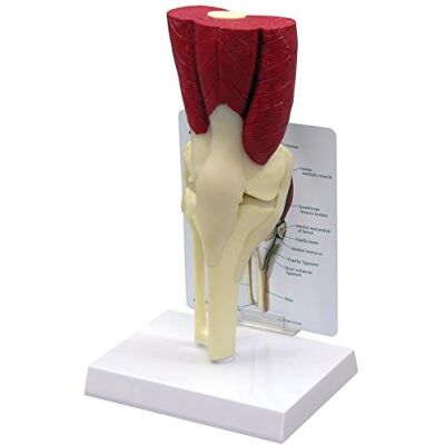 3B Scientific GPI Anatomicals 1060 Modello di Ginocchio con Muscoli 3B Scientific GPI Anatomicals 1060 Modello di Ginocchio con Muscoli